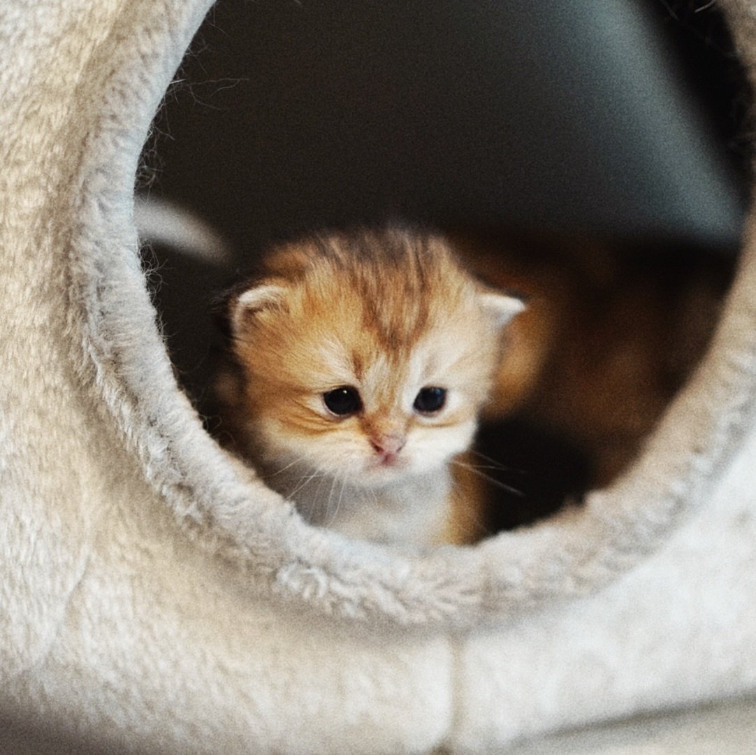 Bonusiie's tweet photo. คำรามแง้วว น่าจัวๆๆๆๆ https://t.co/MNn5TeqZQz
