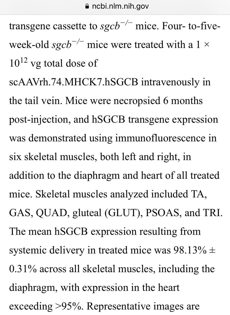 StunningFeline's tweet photo. $SRPT remember Wednesday AM looking for human Ξ²-sarcoglycan gene (hSGCB) expression, which null mice showed ~98% across all muscles. Getting to ~30% would be amazing. Getting something higher would be absolutely unreal. LGMD success validates uD success. #endMD https://t.co/kBz4aPSsXi