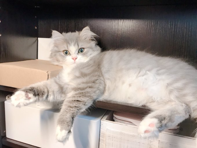 Twitterのコスプレ画像5