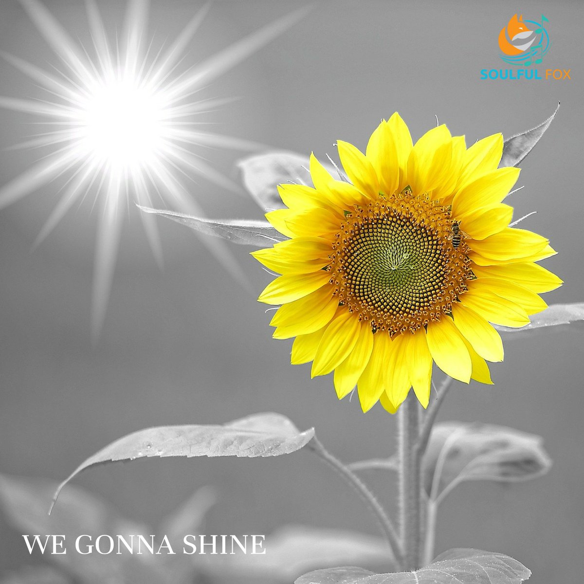 "We Gonna Shine" by <a href="/soulfulfox1/">soulfulfox</a> - my BRAND NEW RELEASE coming out on March 15th! Get PRE-SAVING! distrokid.com/hyperfollow/so… #newmusic #indiemusic #electronica #downtempo #eightiesvibe #80sedm #80spop #upliftingedm #sunshine