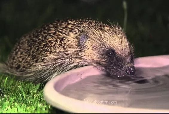 Ninja_Starfish's tweet photo. Rescues have had lots of calls for desperately thirsty hedgehogs that have woken up with this warm weather. Please put big dishes of fresh water out for them. 
When they come out of the long sleep they need to drink loads. 
It is way more important than food. https://t.co/Z4YhbeM51s