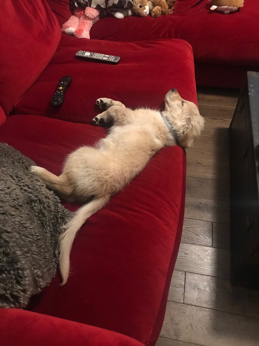 Shappi Khorsandi On Twitter New Parents We Ll Train The Dog To