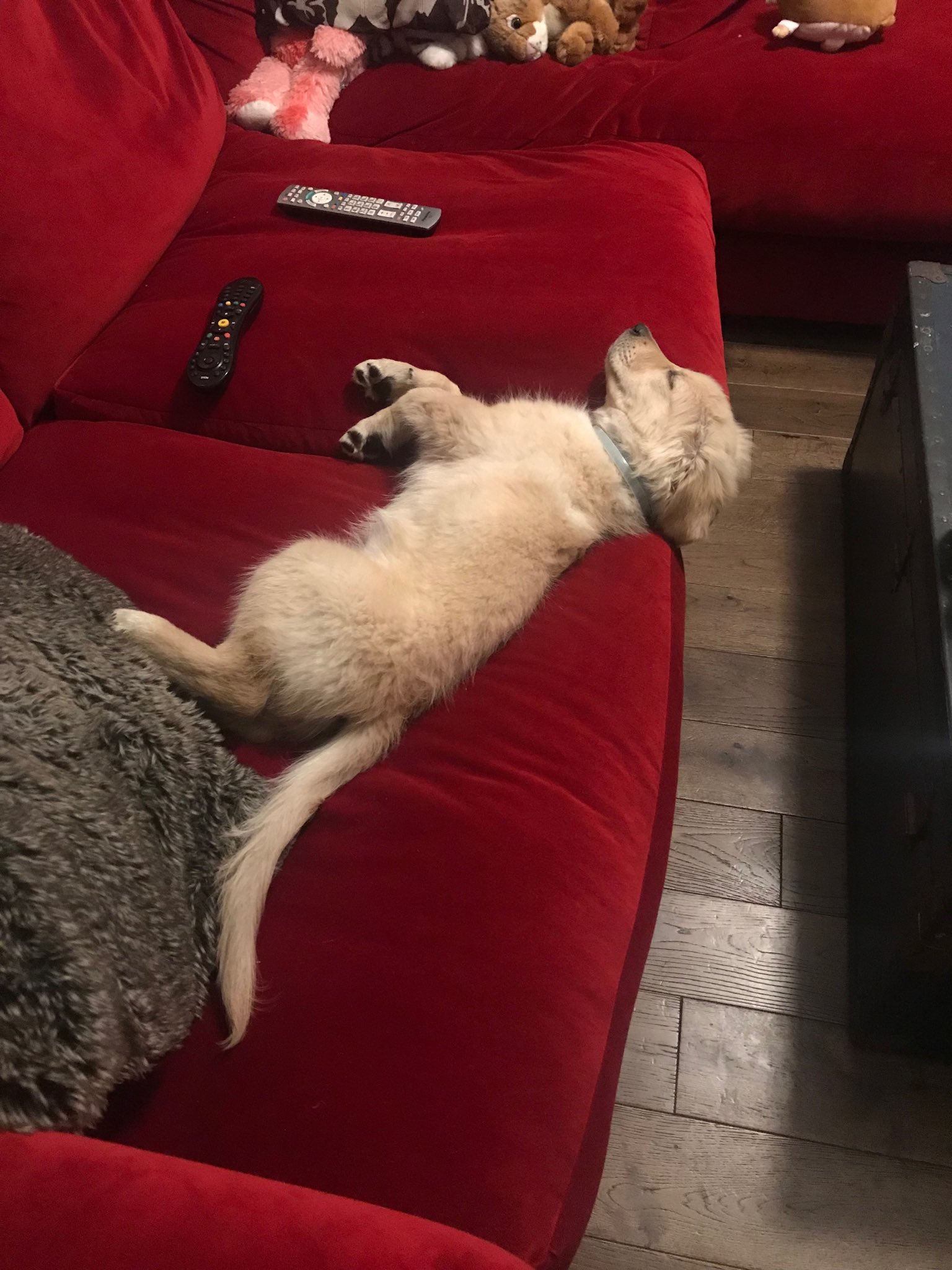 Shappi Khorsandi on Twitter "New parents ‘We’ll train the dog to