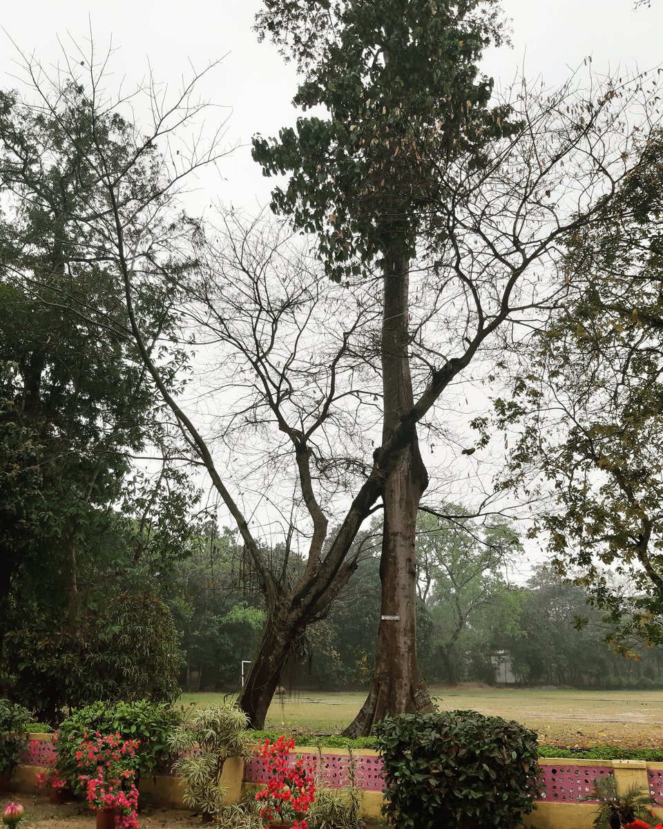 Dipayan4Bak's tweet image. | প্রকৃতির সংযোগ |
.
.
.
#natural
#junction 
#suddenclick📷