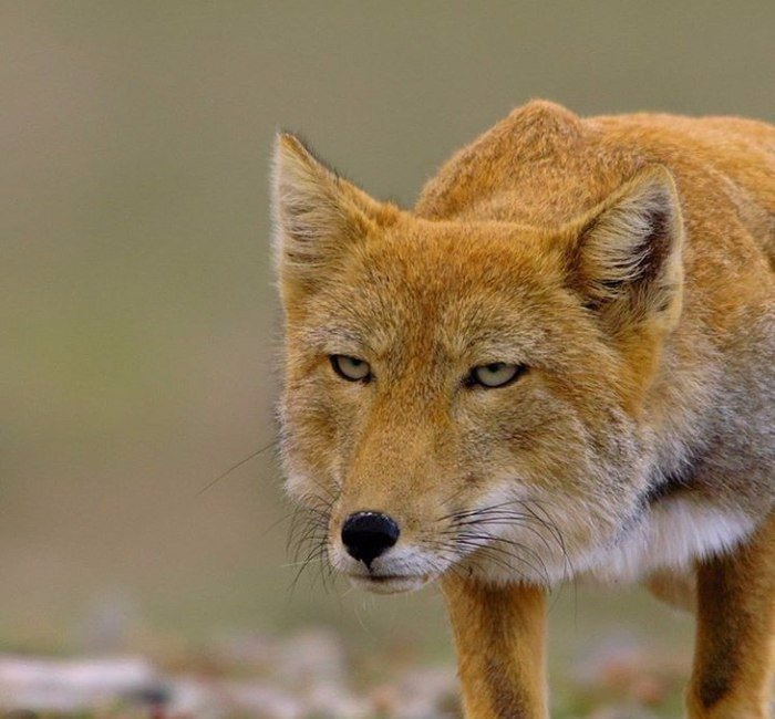 vlad13bs's tweet image. Настроение: Тибетская лисица