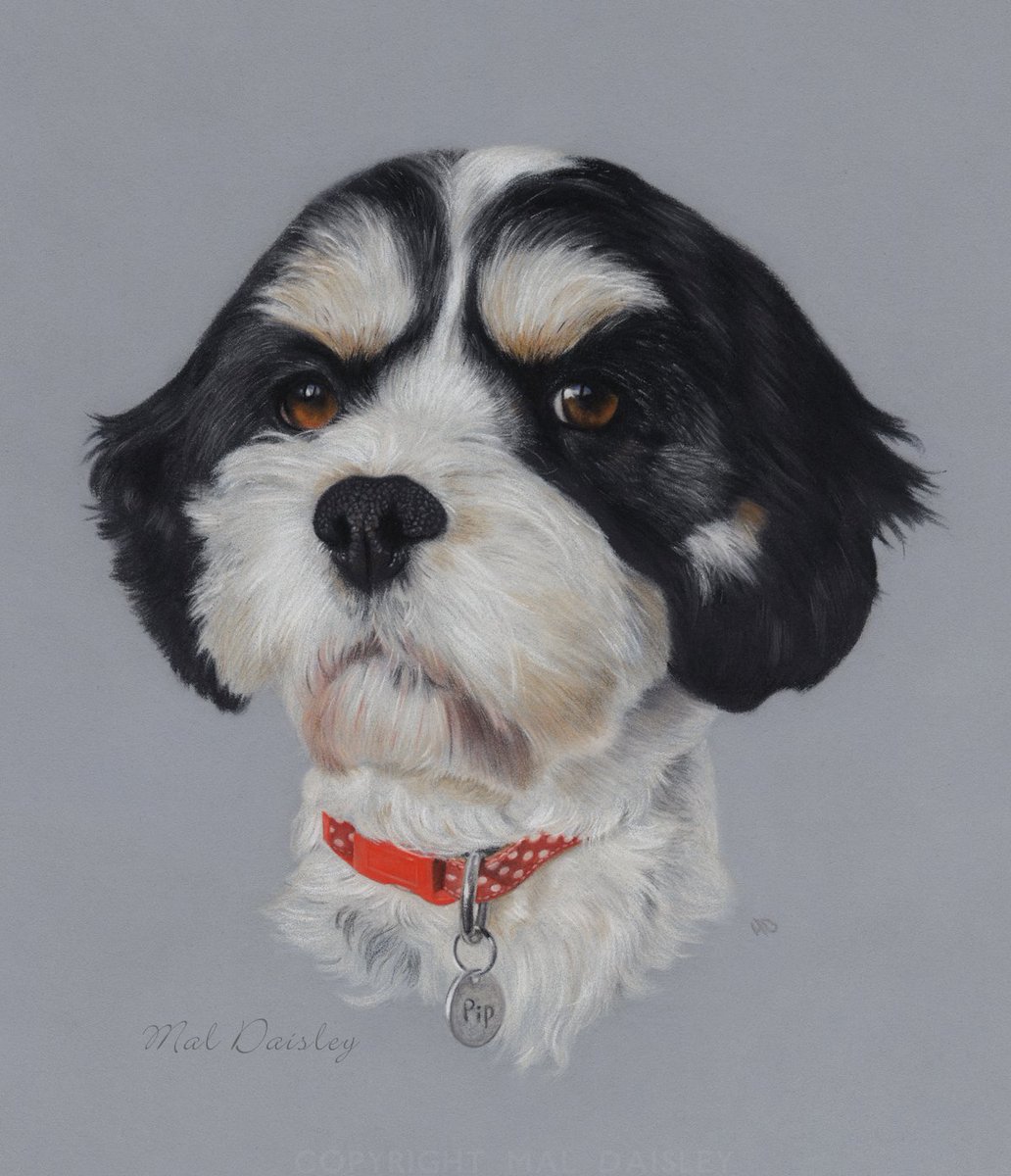 'Pip' in pastel pencil. #art #dogart #twitterart