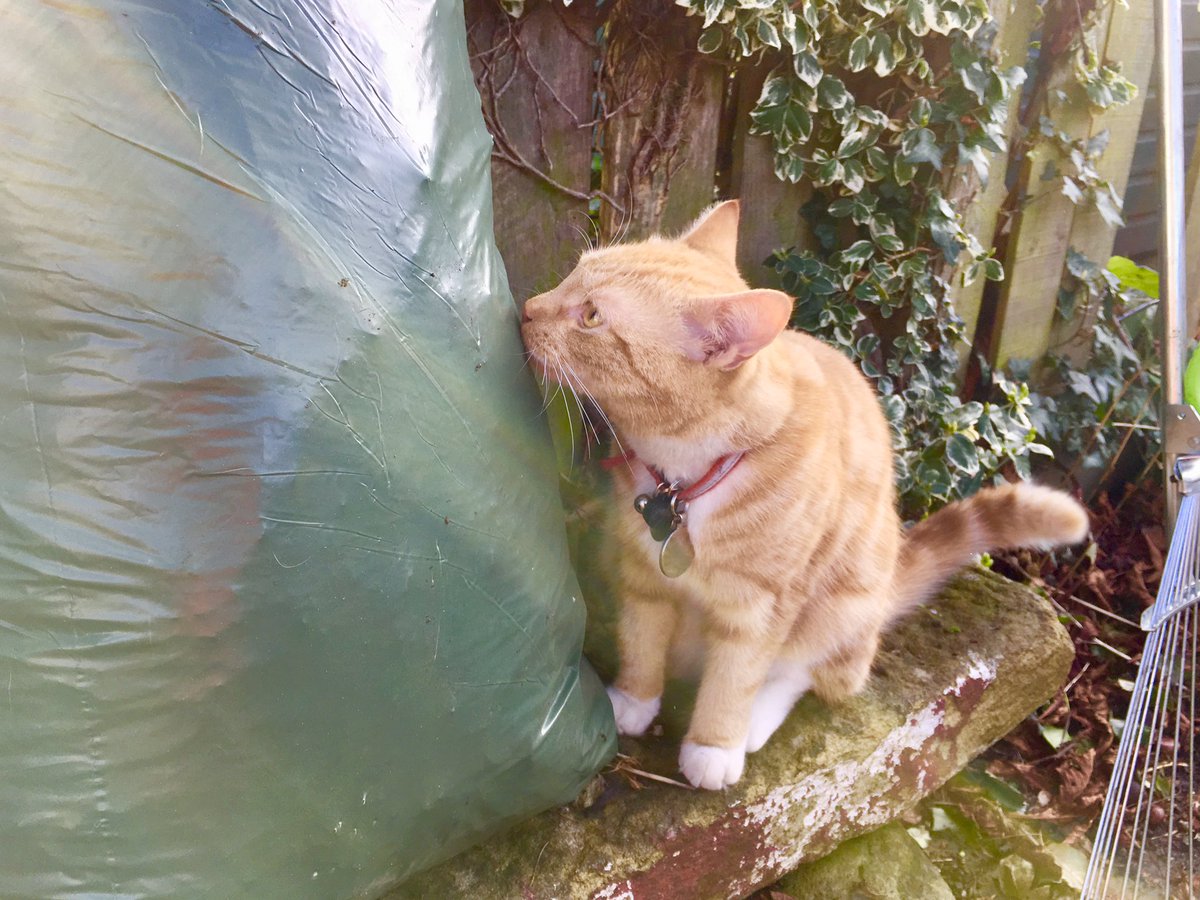 We had a little helper at our job in #jesmond yesterday... hoping he’ll be generous enough to show up again today! #landscaping #CatsOfTwitter