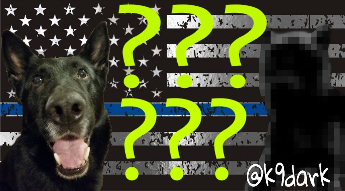 thek9dark's tweet photo. This week a big announcement!🤔  And no, its another dog😂 #thinblueline #copdogs #lawdog #lawenforcementsupporter #k9 #k9unit #k9life #k9handler #police #officer #illinois #mystery https://t.co/xOq9C1kexp