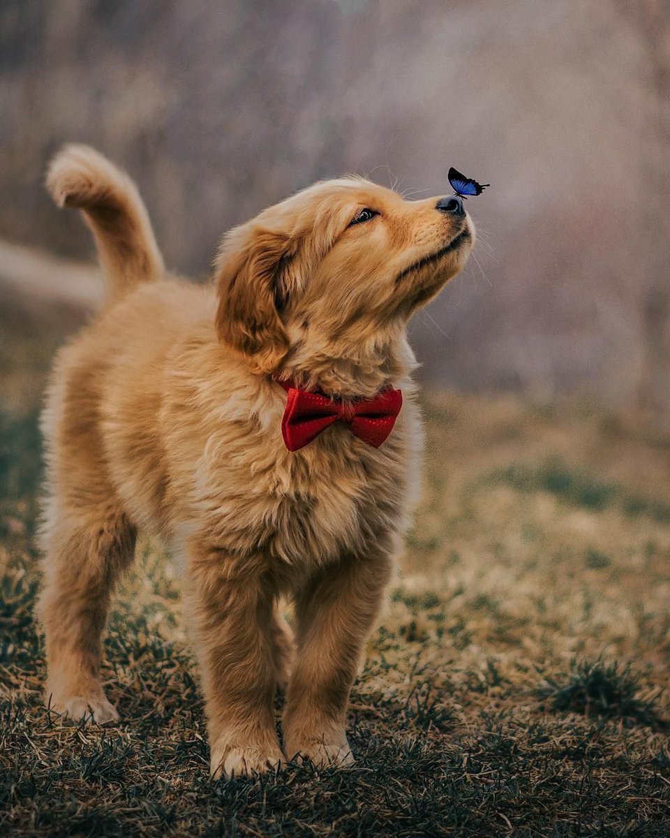 Mutluluk burnunuzun ucunda... 🦋
.
📷/ @the_bru_bros
#travel #tatil #seyahat #gezgin #travelblogger #biletkolik #discover #keşfet #travelphotography #photooftheday #anıyakala #macera#yolculuk #seyyah #photography #travelgram #travels #trip #view #tuesday#salı #kış #winter