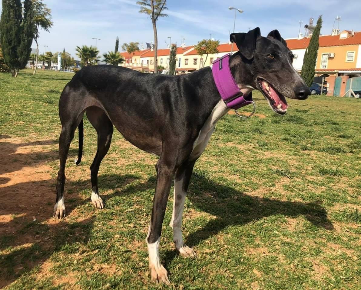 adoptamestizos's tweet photo. Así de HERMOSA es nuestra CALIPSO, una de las recién llegadas.

Tiene 2 años, pesa 20kg y está sanísima.  Calipso no tiene miedos; es una perrita sociable, alegre y divertida. Se lleva genial con otros perros y se porta genial en casa. 

¿Un hogar para nuestra princesa de ébano? https://t.co/LBCiV7TWRO