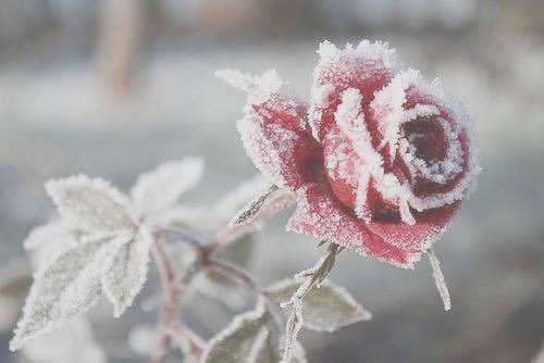 IceColdMilitant's tweet photo. Wɪɴᴛᴇʀ Sᴄʜɴᴇᴇ |❄️| Iᴄᴇ Qᴜᴇᴇɴ

❄️RWBY RP
❄️Sᴇʀɪᴏᴜs &amp; Pᴀʀᴏᴅʏ
❄️Lɪᴛ &amp; Sᴄʀɪᴘᴛ
❄️Mᴜʟᴛɪsʜɪᴘ
❄️#Iɴᴄᴇɴᴅɪᴀʀʏ

#RWBYRP #RT https://t.co/OPddELmQn0
