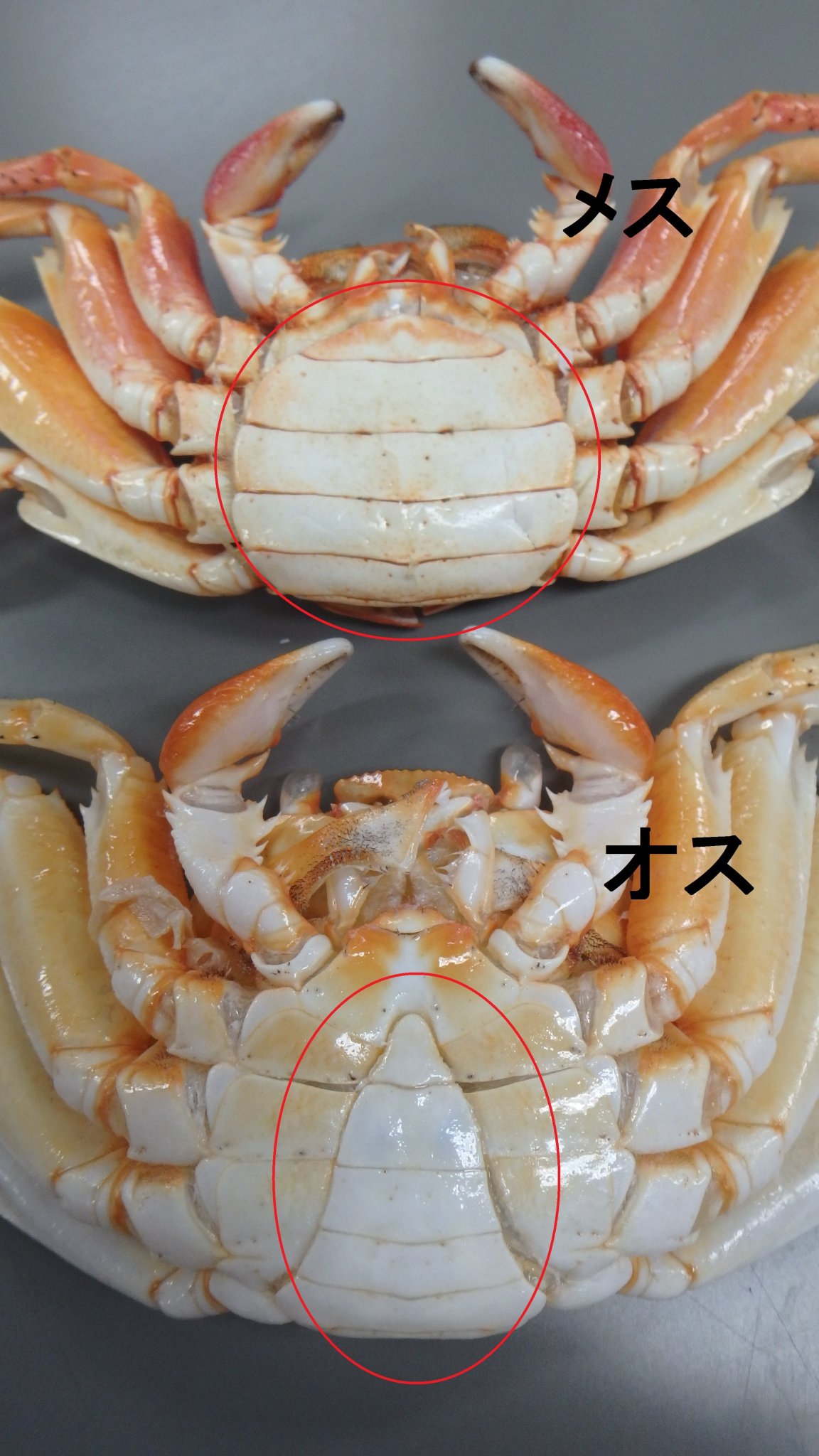 葛西臨海水族園 公式 正解は メスです カニの性別は腹側で見分けることができます オスは三角形の ふんどし があり メス は丸い形をしています 他のカニもこれで見分けることができるので 水槽内を観察してみてください かさりん Tslp H 葛西臨海水族園 公式 正解は メスです カニの性別は腹側で見分けることができます オスは三角形の ふんどし があり メス は丸い形をしています 他のカニもこれで見分けることができるので 水槽内を観察してみてください かさりん Tslp H