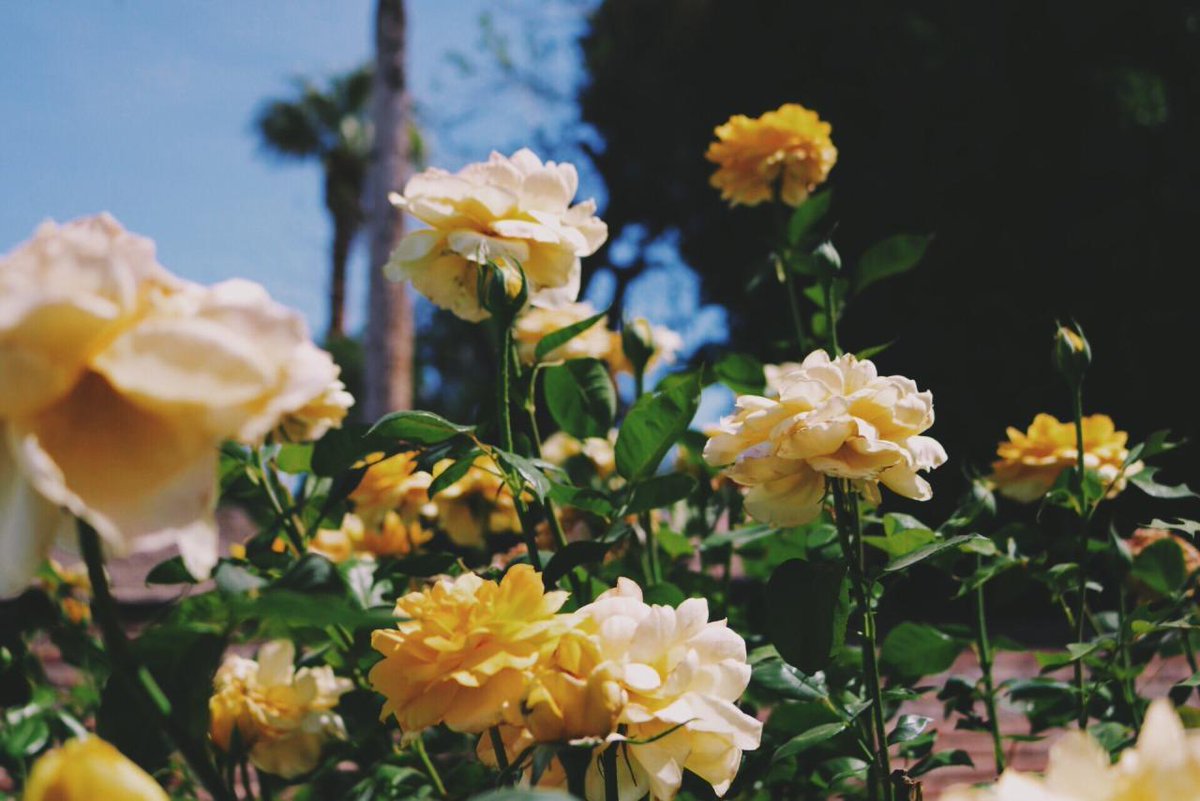 zornitsaxx's tweet photo. Yellow Rose ในยุควิคตอเรียกุหลาบเหลืองเป็นสัญลักษณ์ของความหึงหวงและริษยา แต่ในปัจจุบันกุหลาบเหลืองคือสัญลักษณ์ของมิตรภาพความสุขและความห่วงใย เหมาะสำหรับมอบให้เพื่อนหรือคนสนิทให้กำลังใจและเพื่อบอกให้เขาผู้นั้นโชคดี ใช้แสดงถึงการต้อนรับการกลับมา หรือแทนคำขอบคุณที่ยังจำกันได้ 💛 https://t.co/xaGxbTQpz2