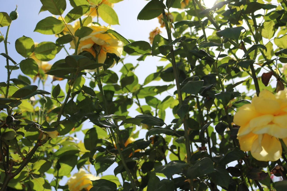 zornitsaxx's tweet photo. Yellow Rose ในยุควิคตอเรียกุหลาบเหลืองเป็นสัญลักษณ์ของความหึงหวงและริษยา แต่ในปัจจุบันกุหลาบเหลืองคือสัญลักษณ์ของมิตรภาพความสุขและความห่วงใย เหมาะสำหรับมอบให้เพื่อนหรือคนสนิทให้กำลังใจและเพื่อบอกให้เขาผู้นั้นโชคดี ใช้แสดงถึงการต้อนรับการกลับมา หรือแทนคำขอบคุณที่ยังจำกันได้ 💛 https://t.co/xaGxbTQpz2