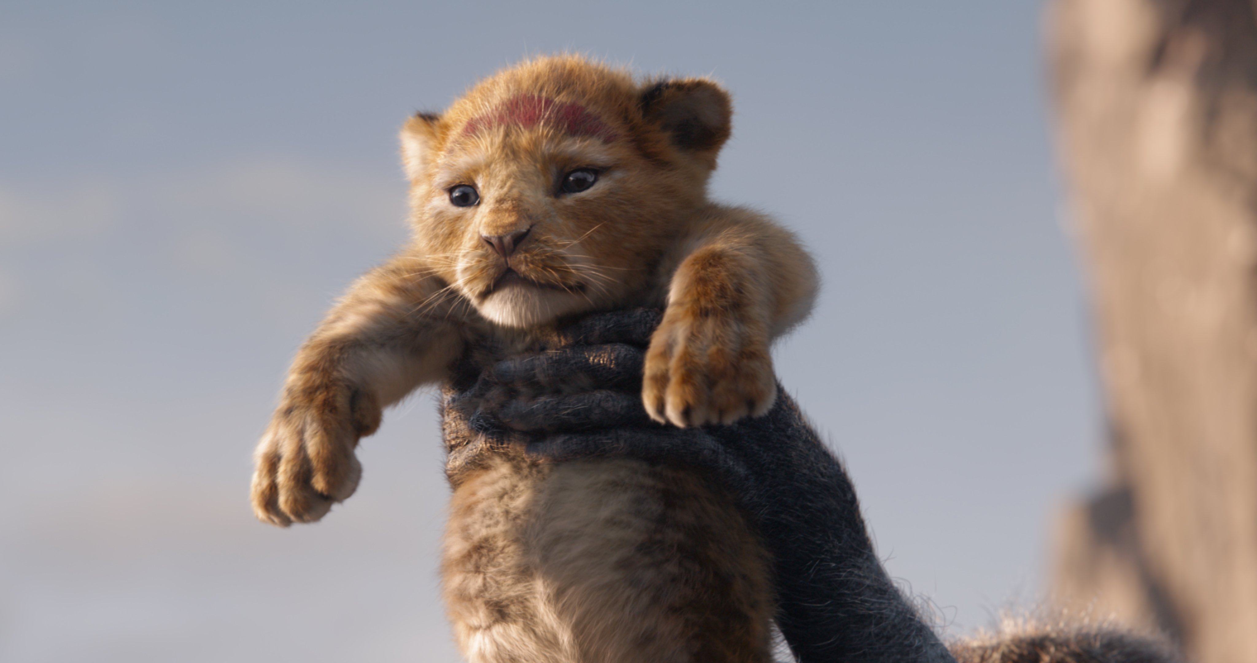 ディズニー スタジオ ライオン キング 8月9日 金 日本公開決定 ディズニーが贈る 超実写版 キング オブ エンターテイメント 未来の王 シンバ 誕生の瞬間をとらえた場面写真も解禁 もふもふの子シンバに待ち受けている冒険とは