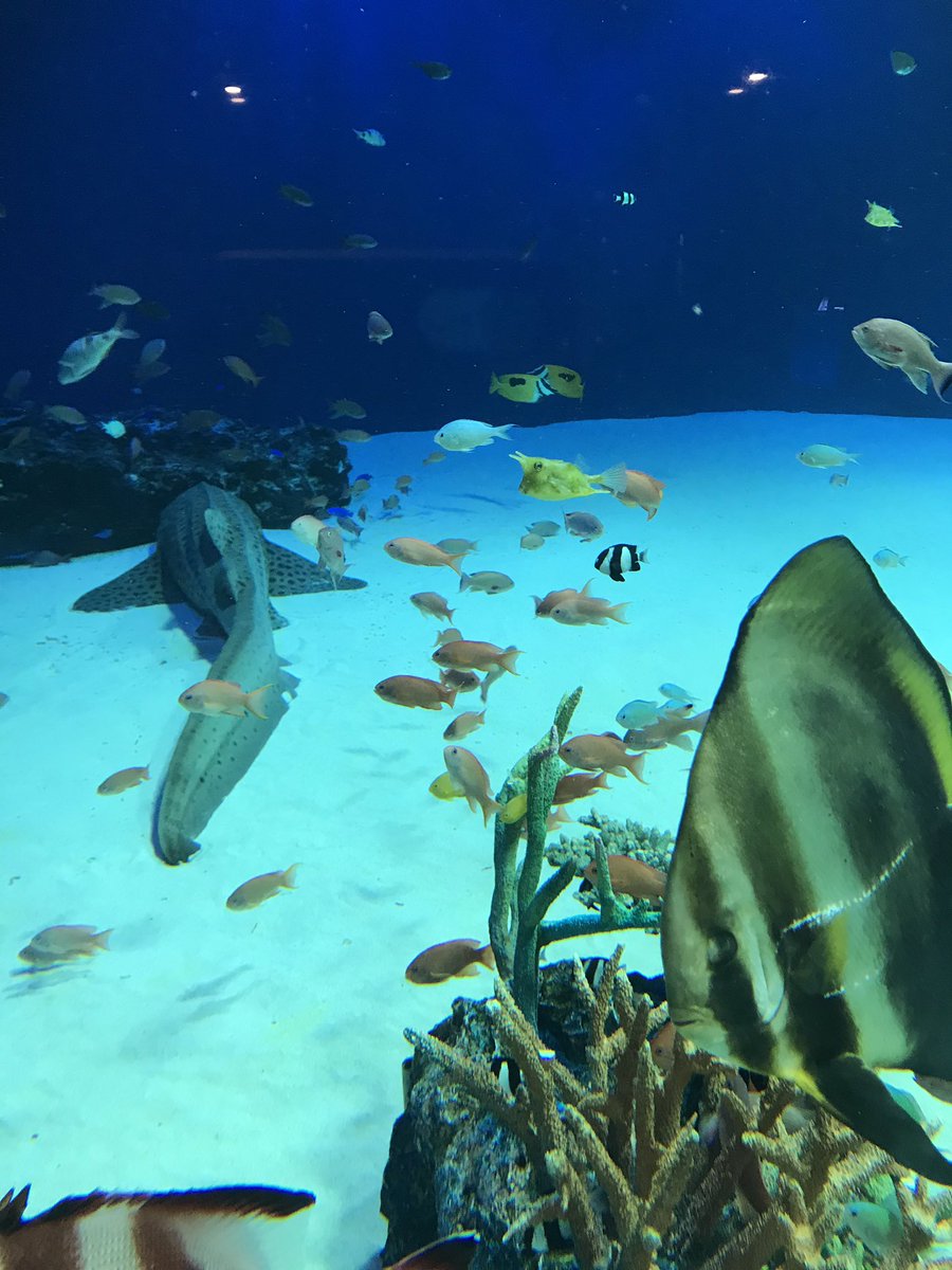 マリホ水族館 در توییتر ラグーン水槽にこんなかわいい魚がいるのはご存知ですか 大きい水槽の中でたくましく生きるコンゴウフグさんです 3匹いるのでぜひマリホ水族館にお越しの際は探してみて下さいね