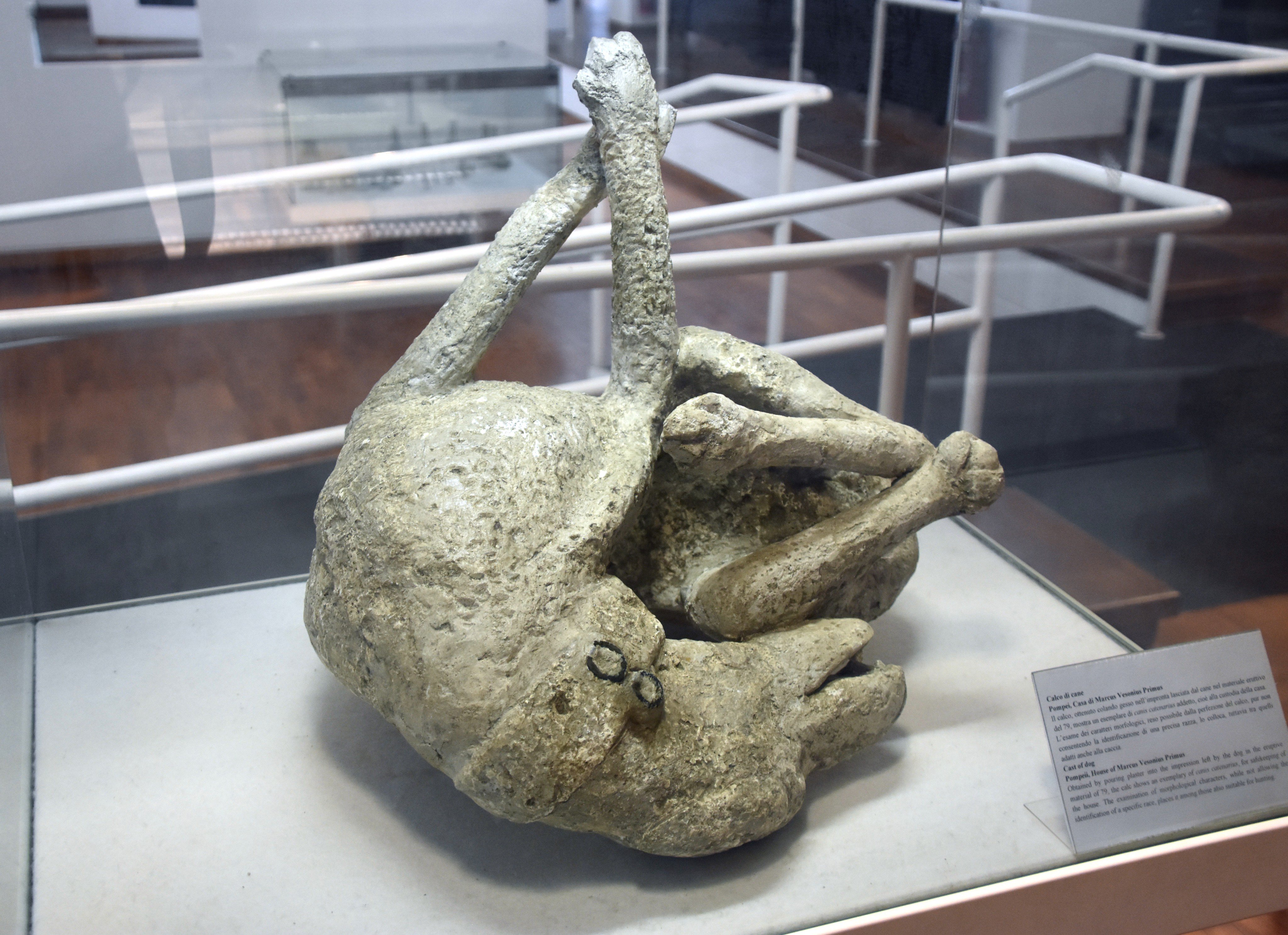 Pompeii Sites در X: «#Boscoreale Antiquarium. Plaster cast of a dog, victim  of the eruption of #Vesuvius. https://t.co/7waEIbGZBZ» / X