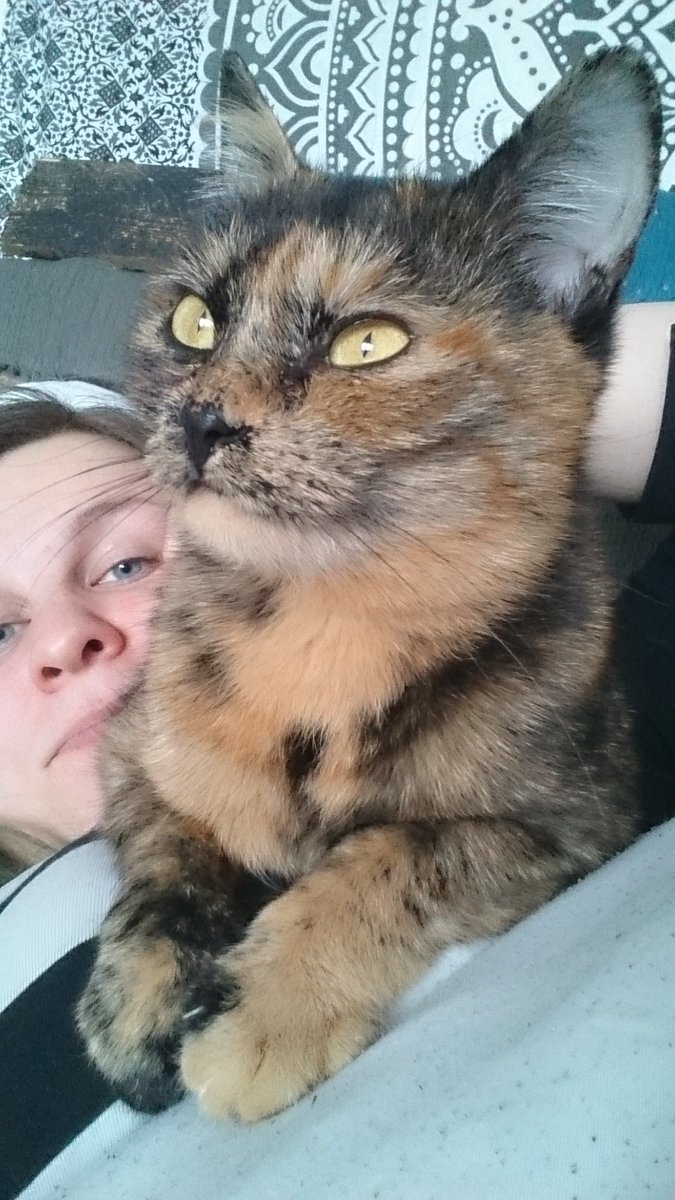 Mysterious creature coming out of nowhere to sit on your face #cats