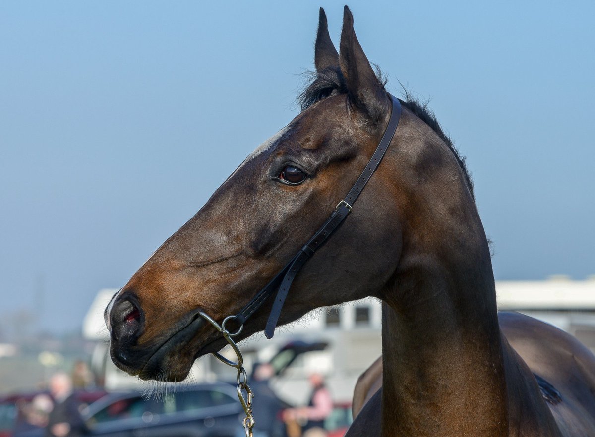 mjyharris's tweet photo. Delighted to have been involved with It’s A Sting pointing this season, and to see my name on the racecard meant a lot. Unfortunately, he bled at Chaddersley on Saturday and will now be retired and have a happy home hacking and being turned out.
@andytllewellyn @chloeebox https://t.co/STDeZik7FQ