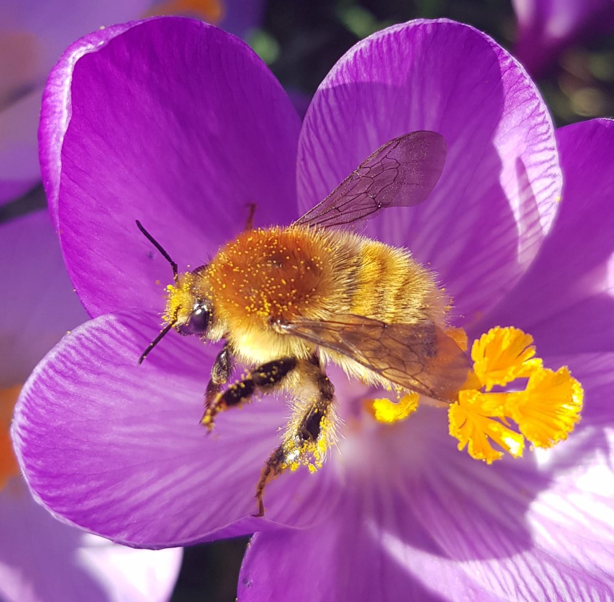 FaunaX's tweet photo. Een ware Koningin van de #Fryske #Greide!
Mossy #Queen: Ain't she #beautiful..🐝 Bombus muscorum #Moshommel
#Wildebijen #bees @Friesland_
25 feb 2019, It Sân, Fluessen, Súdwest
Foto: @DouweLeenstra https://t.co/imSC92FZWU