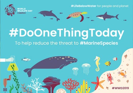 mbura_warui's tweet photo. Q: How do you avoid conservation whiplash?
A: Give props to the wonder that is #LifeBelowWater 

#DoOneThingToday 
#wwd2019 
@kwskenya https://t.co/eQi1hEQscE