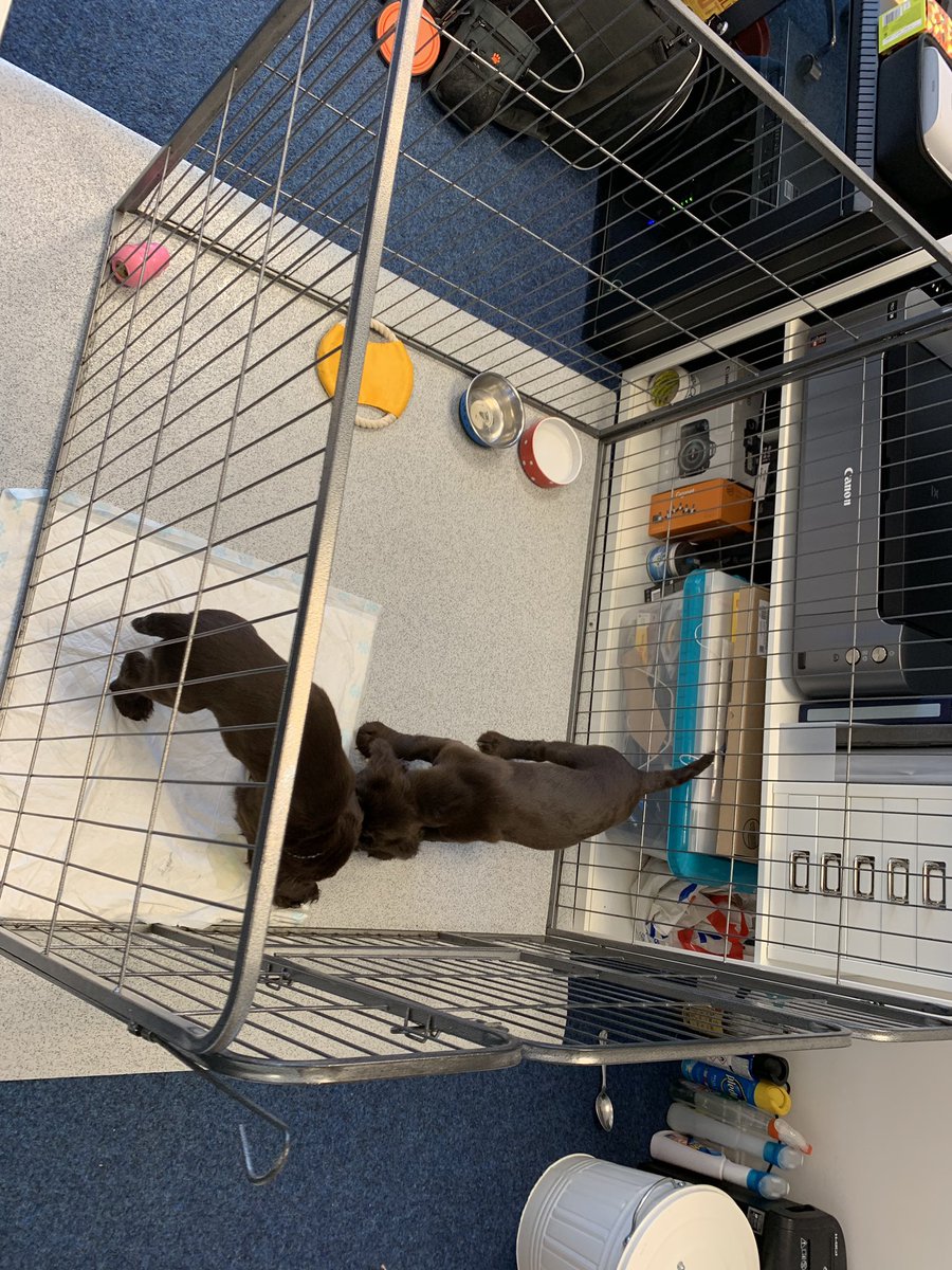 Got two new staff today! Not sure how much help they will be.. think I should have checked their CV a bit closer 😳😂# puppies