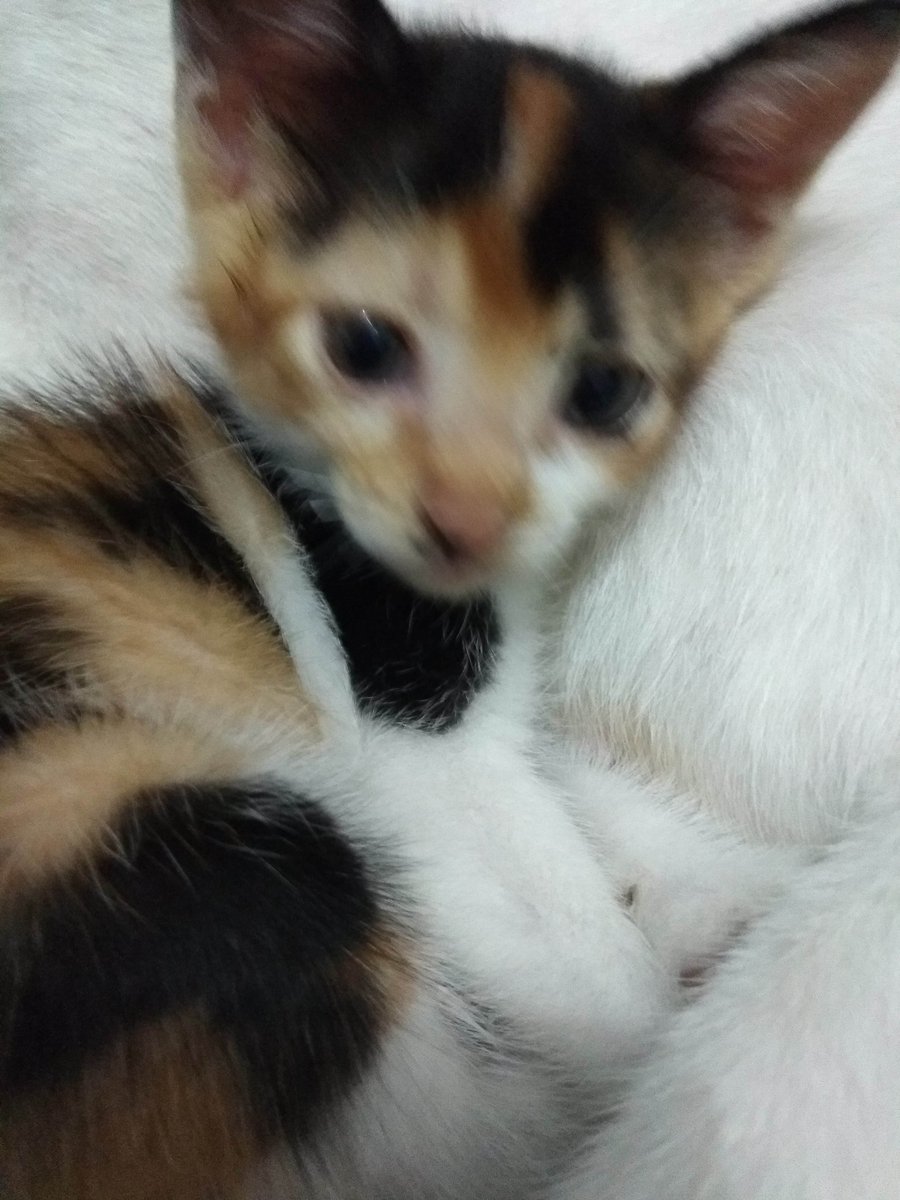 Bazi Coach En Twitter Kasihan Mau Hukum Dia Mukanya Melas Bapaknya Kayaknya Kucing Garong Kalo Makan Sama Kucing2 Lain Dia Nekan Kepala Kucing Lain Pagi2 Udah Nongkrong Di Pagar Kayak Jagoan Kampung