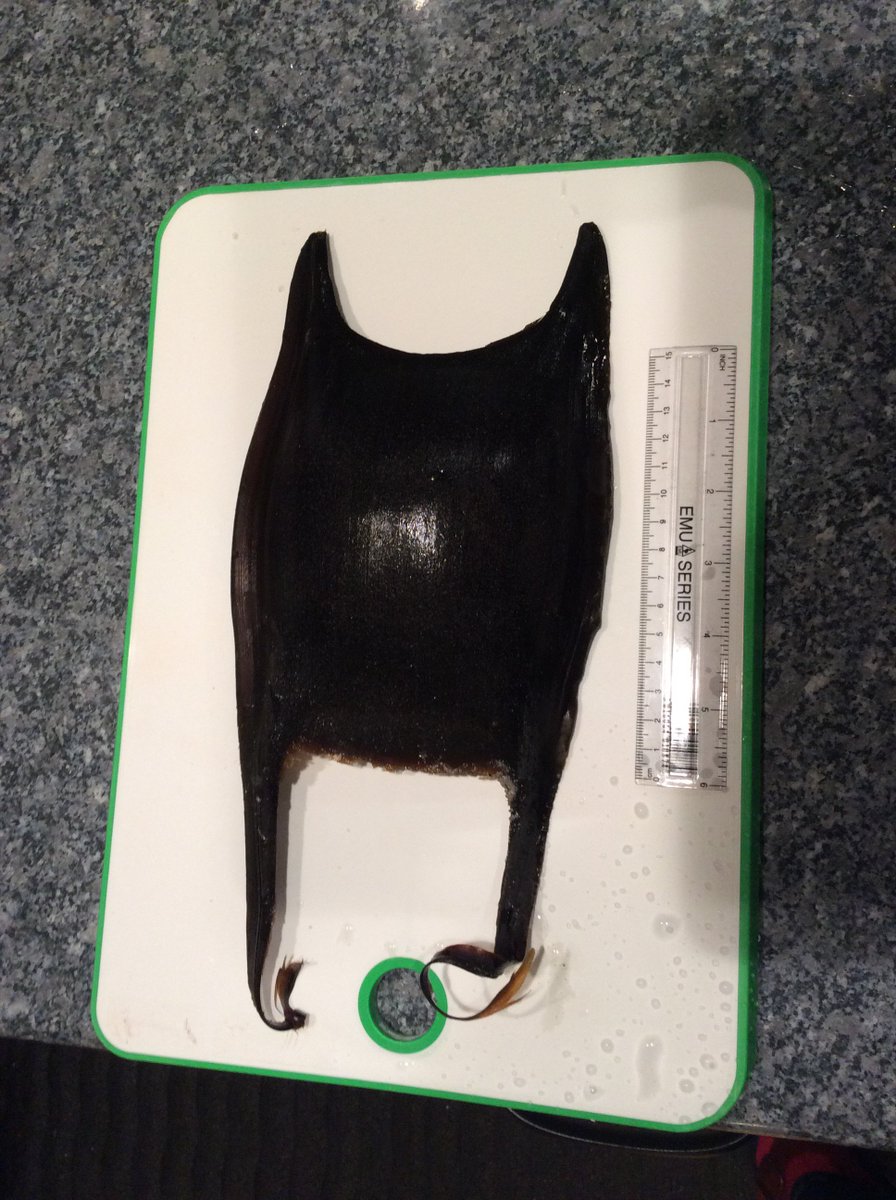Nadair_Thiriodh's tweet photo. Dear @SharkTrustUK, this egg case was found on #Tiree and the photo was forwarded to me by @martyfinnigan. Mostly, large egg cases found here are from the Flapper Skate - but could this be a White Skate? I note their limited range? https://t.co/404u1lL3Df