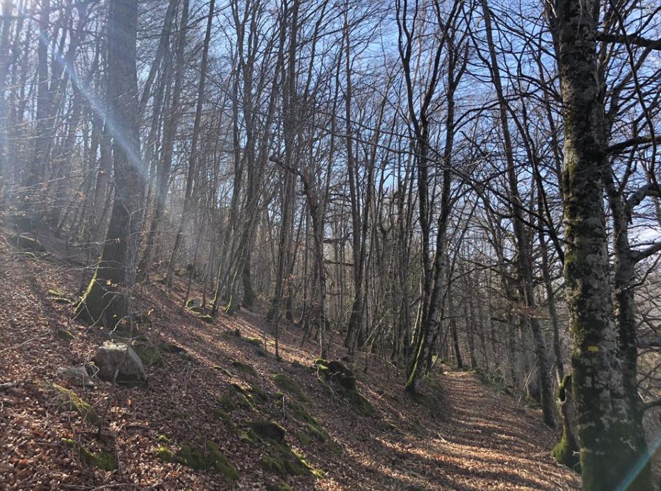 VisitNavarra's tweet photo. RT @MiriamErviti
Camino del #RobleMilenario #PirineoNavarro esto si que es terapia natural
#Navarra #turismonavarra https://t.co/7kiChsKlu2