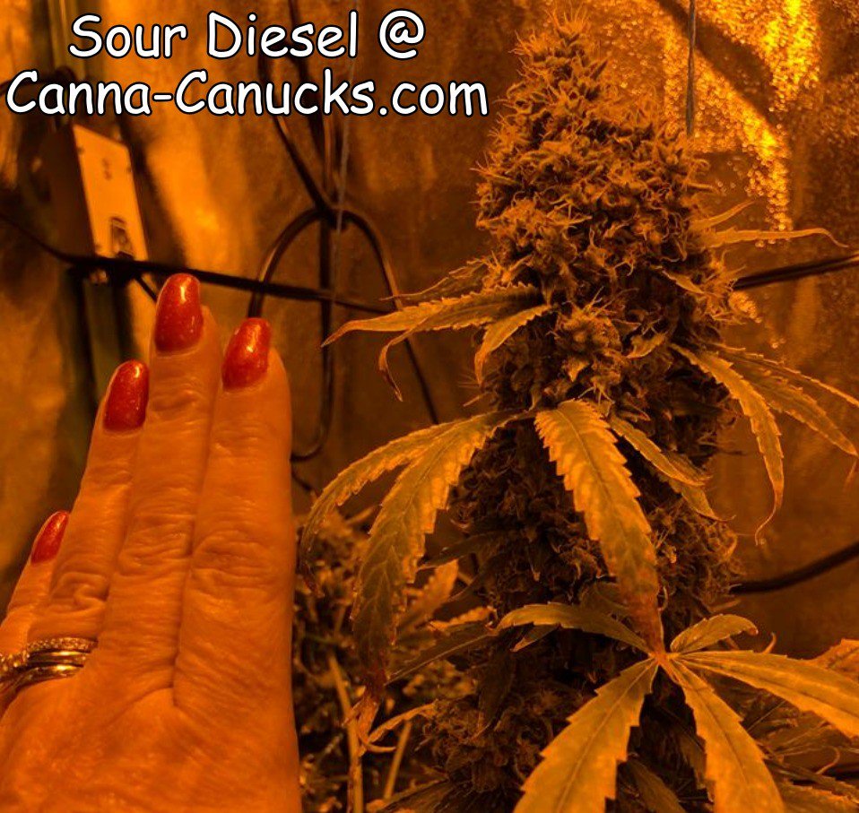 SecordJane's tweet photo. #Canadiancannibus #Qualityproduct  #Deliveredtoyourdoor #SourDiesel https://t.co/udHmXZftqJ