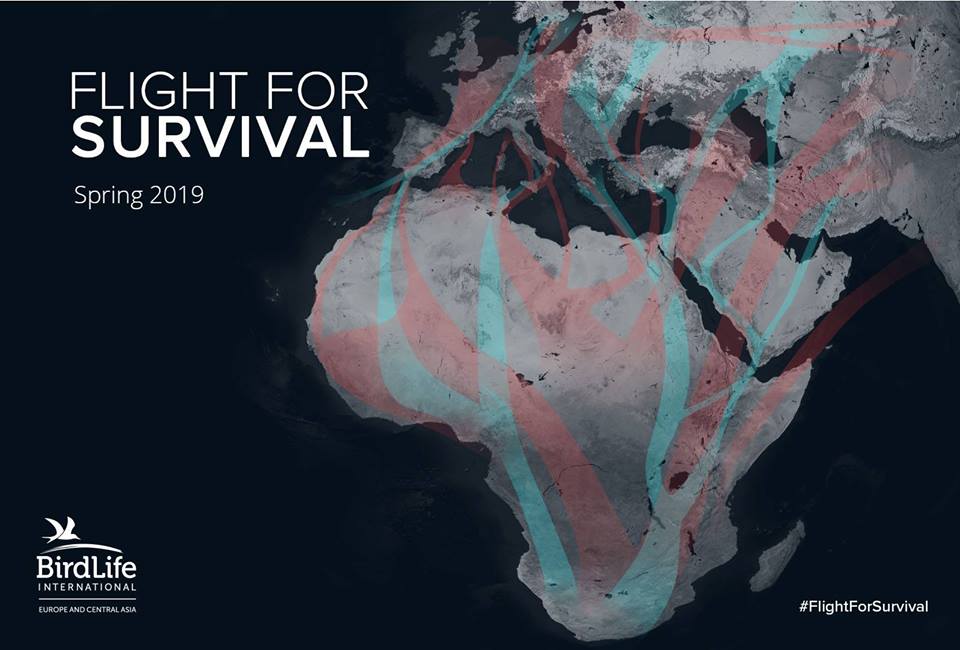 BirdLife_News's tweet photo. Birds know no borders; migration routes cross continents. We're following the #FlightForSurvival of 7 birds &amp; exposing the dangers they face at some of the worst illegal killing blackspots along the African-Eurasian flyway. Meet the birds here https://t.co/ioCsWsj544 https://t.co/qM8BV5lNHf