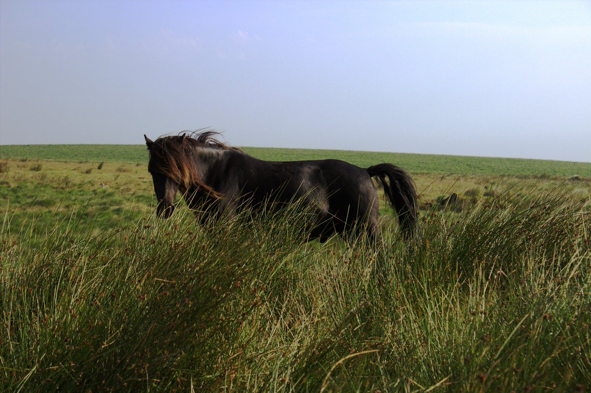 swallowbarnwd's tweet photo. Fancy a little horse riding while you are here? No problem! #Dartmoor is definitely the place to do it! https://t.co/G43AaaQPiS #stables #ridingschools #dramaticscenery @visitdartmoor https://t.co/sWB7nDItw3