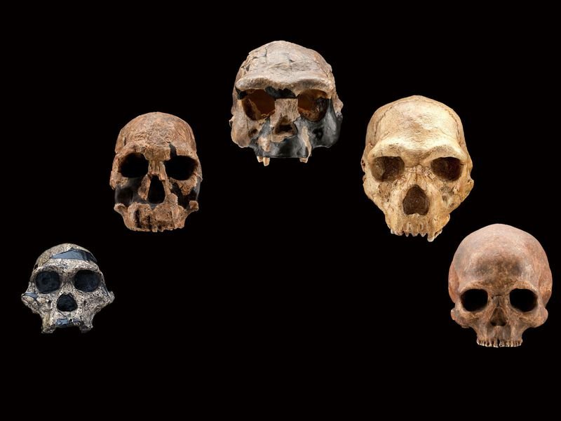 HumerHerbert's tweet photo. Scientists have used #ML #tech to identify evidence in the human genome of a “ghost population” of human ancestors. #AI #MachineLearning https://t.co/dAOb7c11Cs https://t.co/NRRcvuLy7h