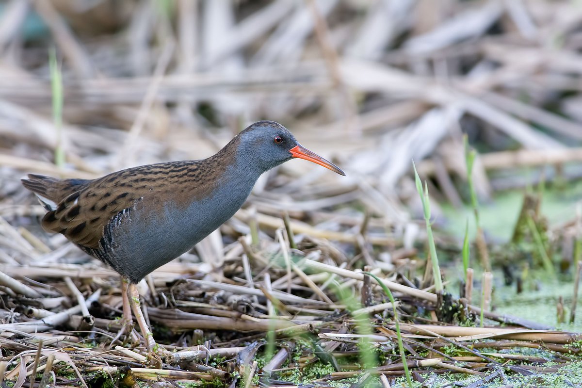 Venezia&Laguna tweet media