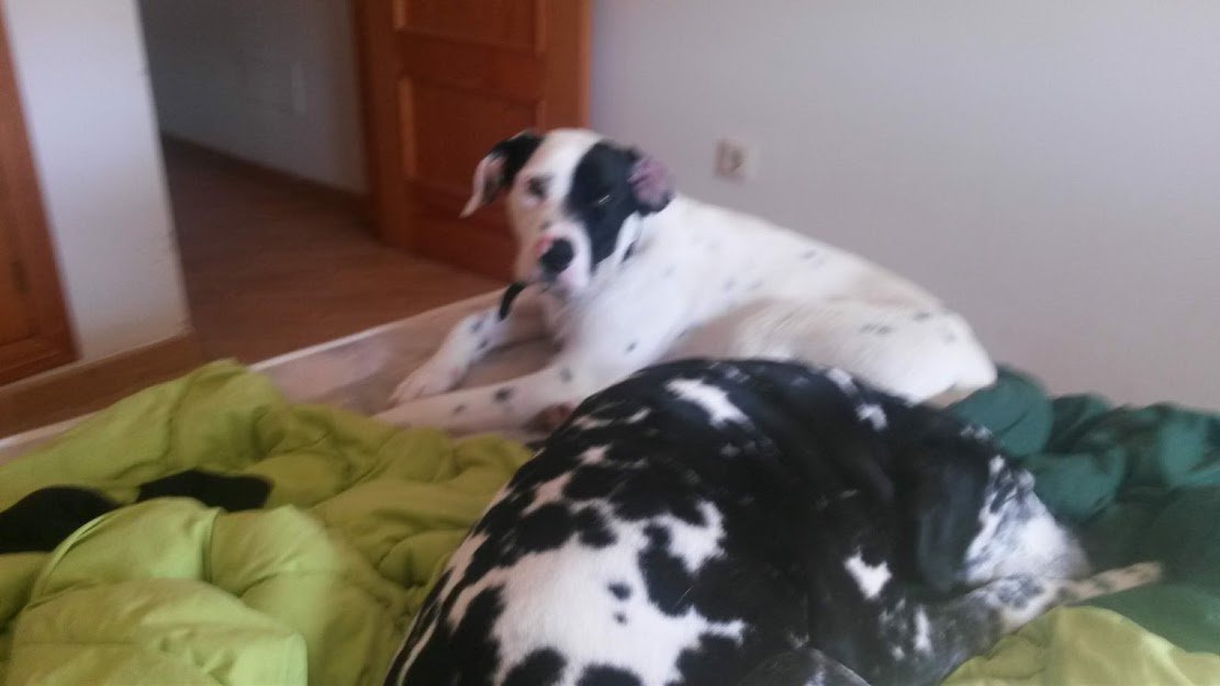ashleyrclark1's tweet photo. @Kay_O @CCaseyWriter @CoutureBeans @harrogate_kim I raise you a #PDloki @thedogman_918 or my two #dogs 
#elevenseshour 
Who are on my marketing team here at European relocation services https://t.co/oarLn8T5Pc