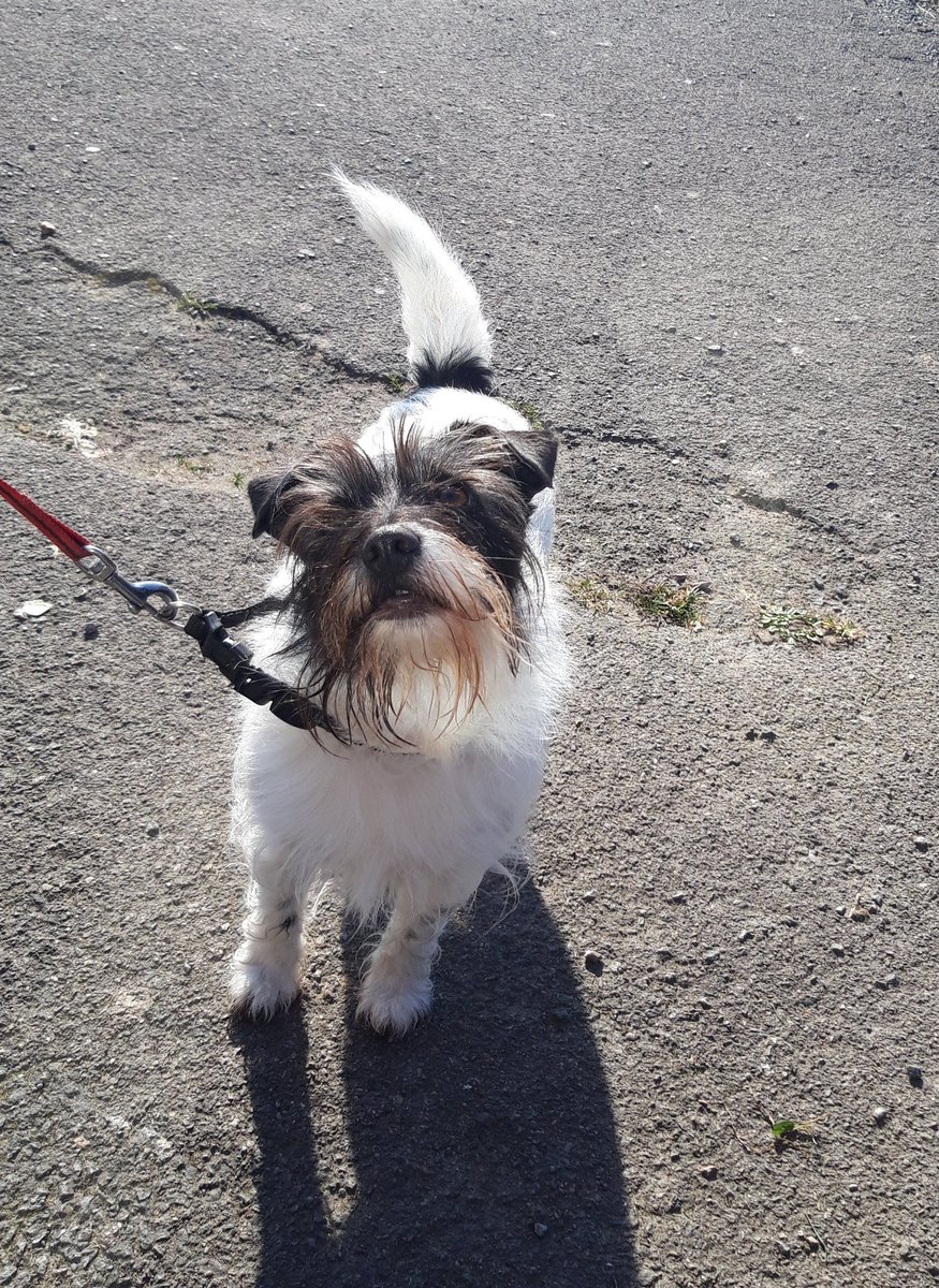 Out in sunny Sydenham with the Sydenham Improvement Group looking at all things green spaces and community orchards with today's mascot Layla #sydenhamimprovementgroup #communityenabling #communityorchard #GoTeamHIS