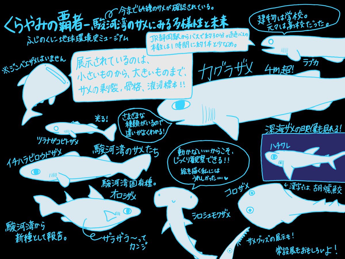 水族館イラストまとめ 19