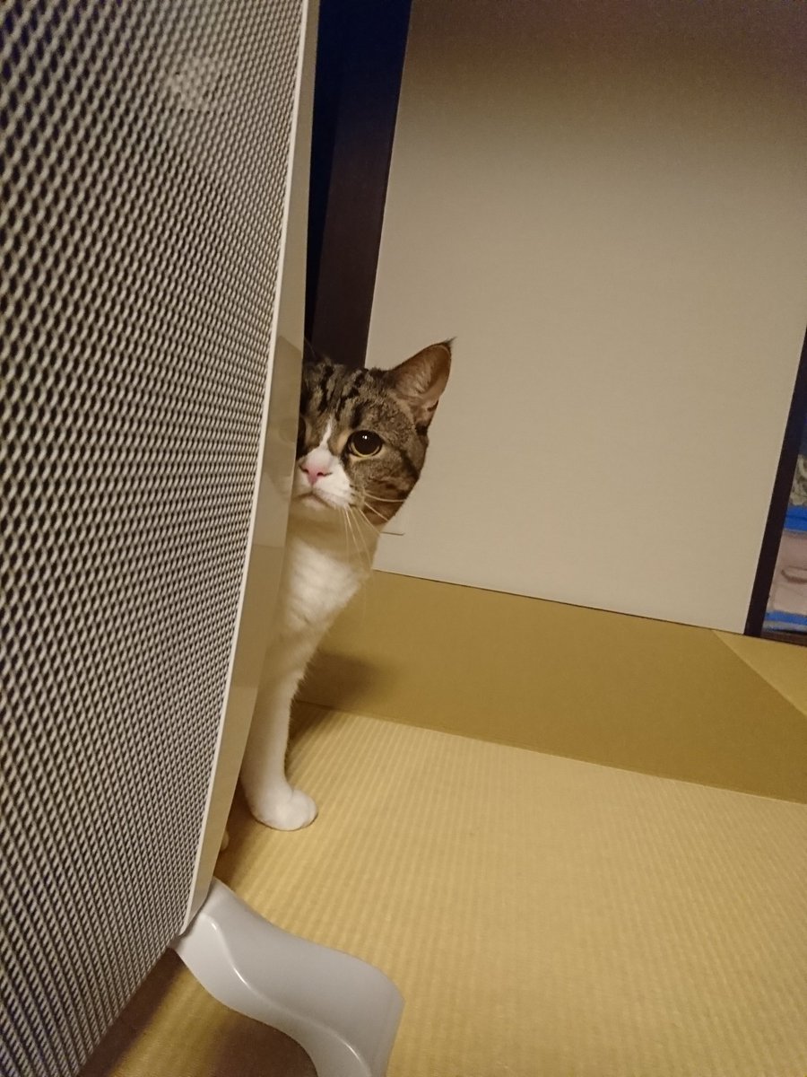 せんじゅちゃん