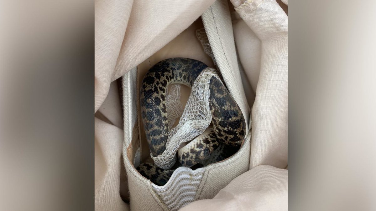 Media Bites - Imran Malik tweet media