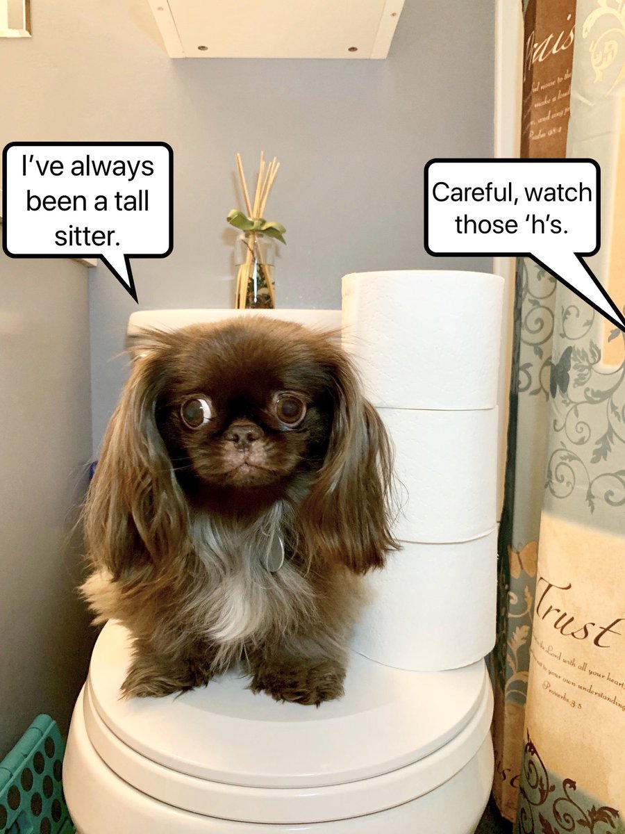 PekeTales's tweet photo. We saw our friend do this and we just had to play along. Koko is just over 2.5 rolls. How many toilet paper rolls tall are you?
#HowDoYouStackUp
#ToiletPaperChallenge
#Pekingese #funnydog #funny #caption #barkpost #buzzfeedanimals #memes https://t.co/31FPaqZiyN