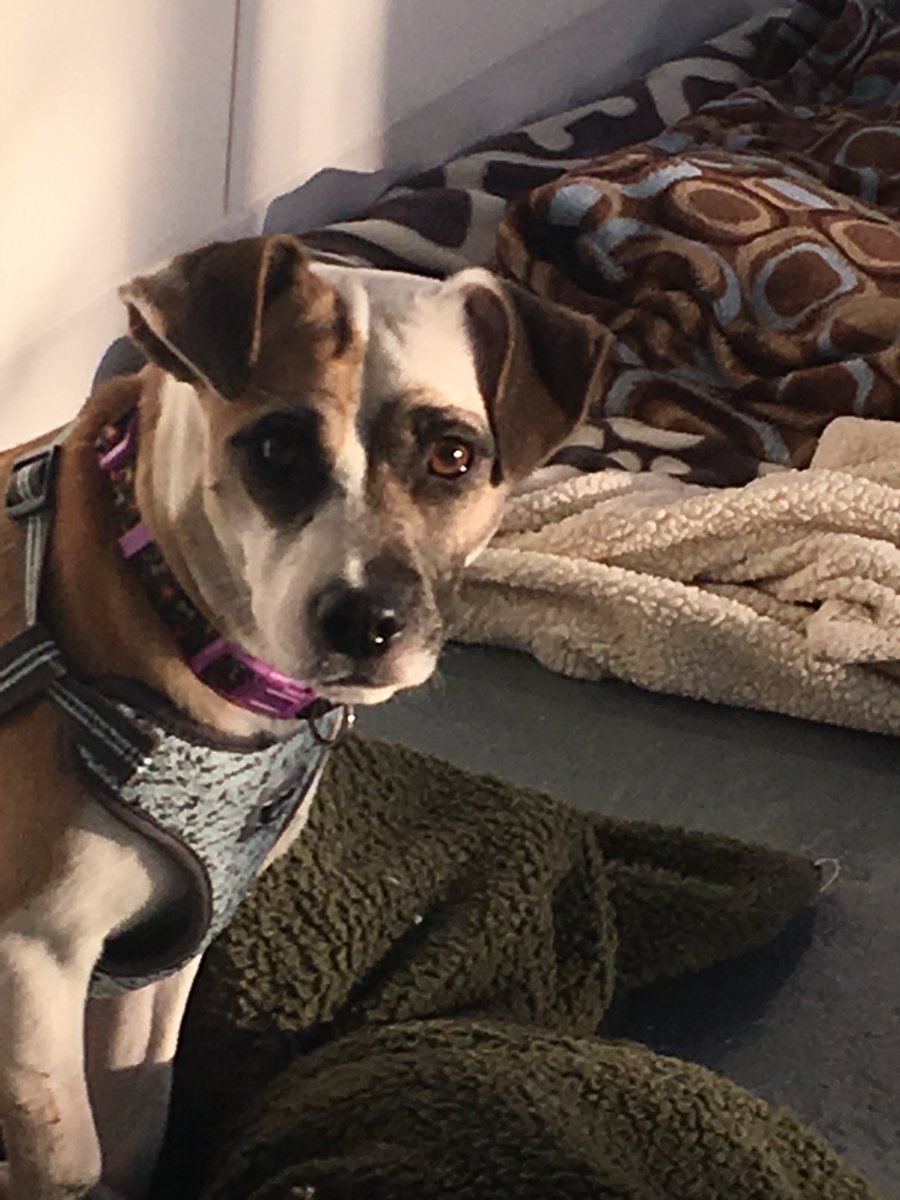 WoofNj's tweet photo. New member of the Woof House family, rescued from Peruto Rico https://t.co/XvpR9UEAJK
