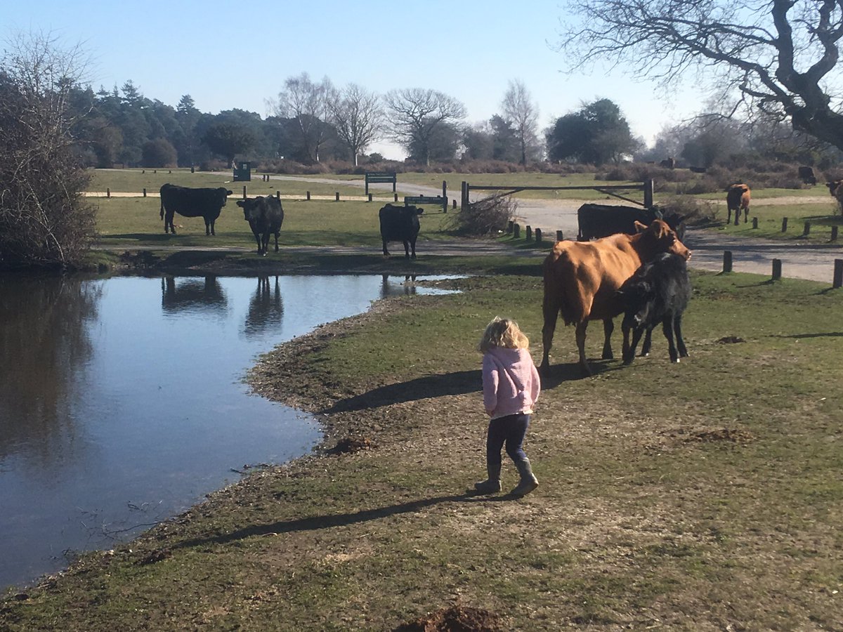 hatchettdexter's tweet image. We spotted the cows on our way back from preschool #roundhill #newforest #dexters