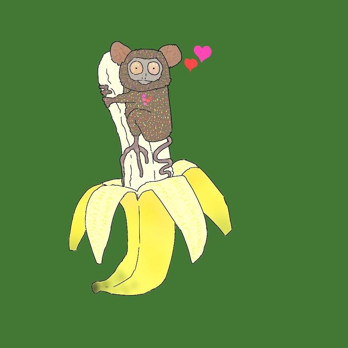 メガネザルのtwitterイラスト検索結果 メガネザルのtwitterイラスト検索結果
