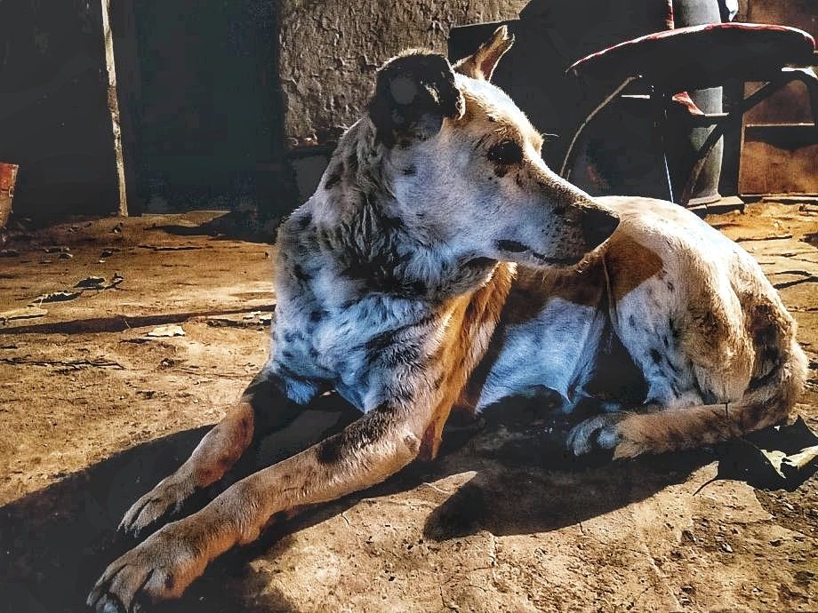 Tony – Dog with memories. note2yourselfcom.wordpress.com/2019/02/26/ton…