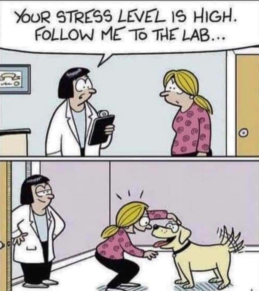 Los #perros son amigos, compañeros, maestros de luz, gurús del amor incodicional y también los mejores #terapeutas