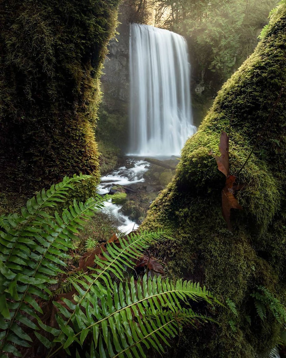 If you look really hard, you can almost hear the rushing water and woodland melodies in #Oregon 🌊💚📷 IG: wsmythe_photography