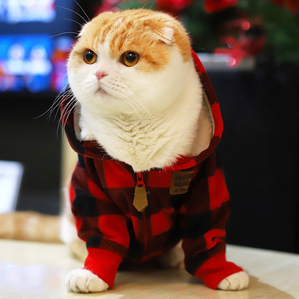 WafflesCat's tweet image. Id liek to order pizzah