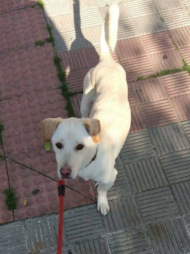 adoptamestizos's tweet photo. Otro pobre que se nos queda en la calle... LA ACOGIDA DE FOG SE ACABA EL SÁBADO y no tenemos dónde llevarle...🆘️

Es pequeño, se porta bien en casa, tranquilo y educado pero juguetón y alegre en la calle.

Por favor, ¿alguien en SEVILLA puede acogerle aunque sea temporalmente? https://t.co/qXcPHRBV1n