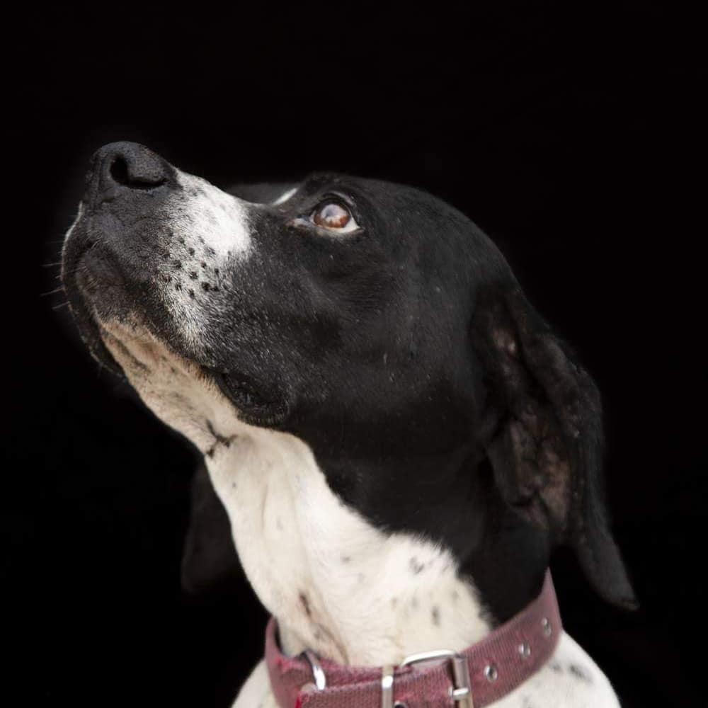 Samos Animal Welfare tweet media