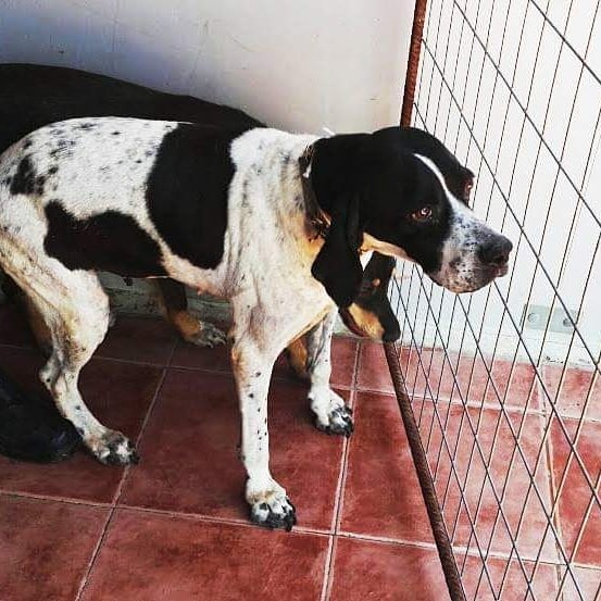 RIP Nina. Ήταν η μασκότ μας.Δεν την πτόησε ποτέ η ατυχία της, πάντα μας έδειχνε το ποσό χαρούμενη ήταν που μας έβλεπε. Ήταν περίπου 13-14 ετών. Ο παράδεισος σου αξίζει γλυκιά μας Νίνα...
#samosanimalwelfareassociation #filozwiko_swmateio_samou  #saveadog #ripdog #AdoptDontShop